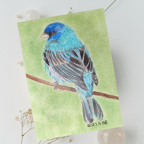 Vogel zeichnung original - vogel,